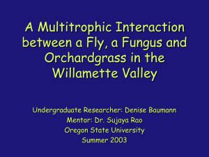 A Multitrophic Interaction between a Fly, a Fungus and Orchardgrass in the
