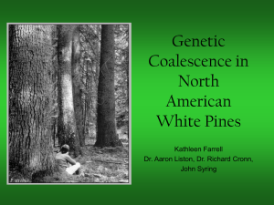 Genetic Coalescence in North American