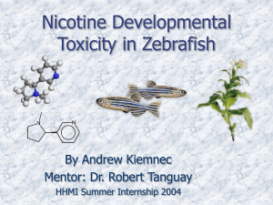 Nicotine Developmental Toxicity in Zebrafish By Andrew Kiemnec Mentor: Dr. Robert Tanguay