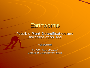 Earthworms Possible Plant Detoxification and Bioremediation Tool Nick Durham