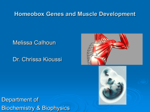 Homeobox Genes and Muscle Development Melissa Calhoun Dr. Chrissa Kioussi Department of