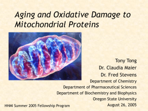 Aging and Oxidative Damage to Mitochondrial Proteins Tony Tong Dr. Claudia Maier