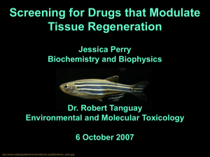 Screening for Drugs that Modulate Tissue Regeneration