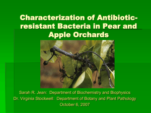 Characterization of Antibiotic- resistant Bacteria in Pear and Apple Orchards