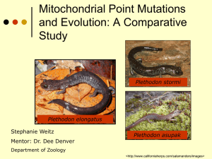 Mitochondrial Point Mutations and Evolution: A Comparative Study Plethodon stormi