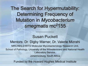 The Search for Hypermutability: Determining Frequency of Mycobacterium 155