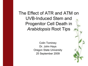 The Effect of ATR and ATM on UVB-Induced Stem and Arabidopsis