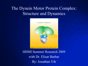 The Dynein Motor Protein Complex: Structure and Dynamics HHMI Summer Research 2009