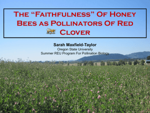 The “Faithfulness” Of Honey Bees as Pollinators Of Red Clover Sarah Maxfield-Taylor