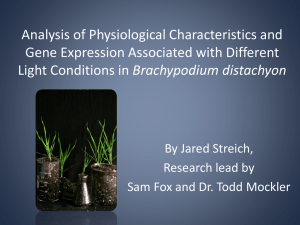 Analysis of Physiological Characteristics and Gene Expression Associated with Different Brachypodium distachyon