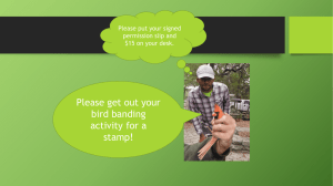 Bird Banding activity