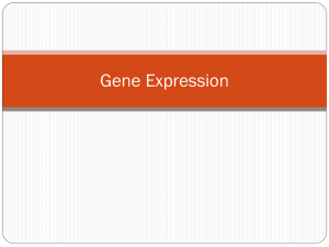 Gene Expression Powerpoint