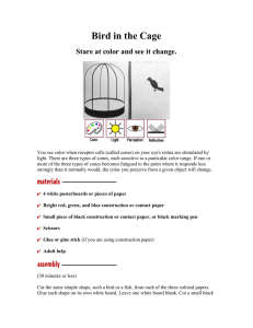 Bird in the Cage (color perception)