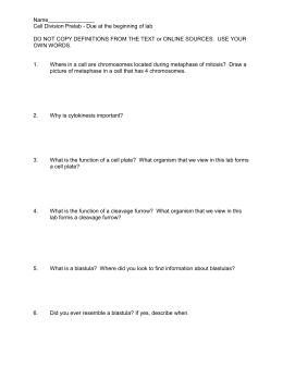 Cell Cycle – Mitosis Worksheet (Answer Sheet)