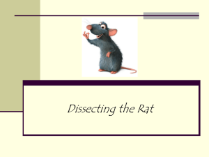 Dissection Notes