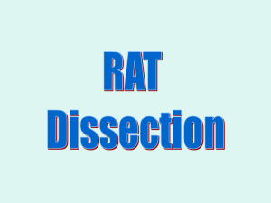 Rat Dissection Notes (SUPER HELPFUL!)