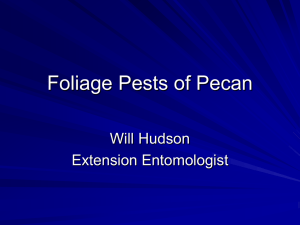 Foilage Pest For Pecans 2005