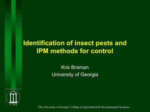 Identification of Insect Pests and IPM Control