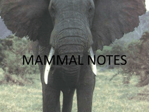 mammal notes powerpoint