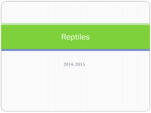 reptile notes powerpoint