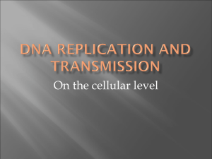 DNA Replication and Transmission