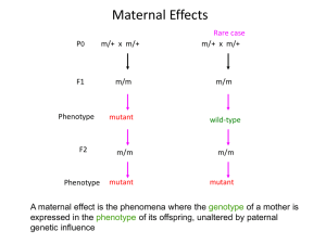 Maternal Effects