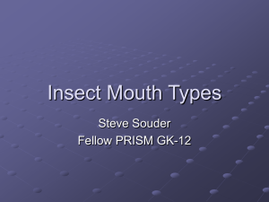 Insect Mouth Parts Powerpoint