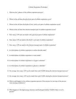 Printables Cellular Respiration Worksheet Answers cellular respiration worksheet answer key davezan photosynthesis versaldobip