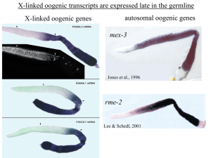 X-linked oogenic transcripts are expressed late in the germline