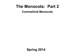 Monocots