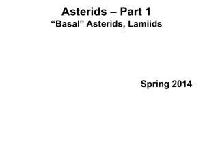 Basal asterids & Lamiids