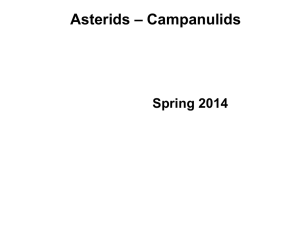 Asterids - Campanulids