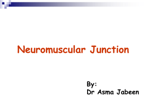 neuromuscular transmission