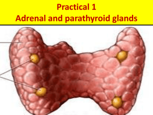 Practical pathology of Adrenal, PTH
