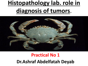 Practical surgical pathology and neoplasia 2