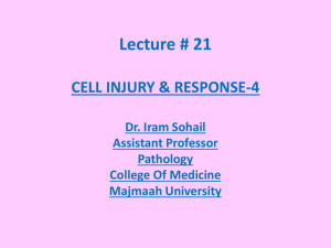 cell injury & response - 4