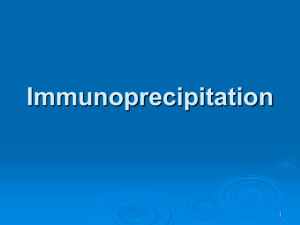 Immunoprecipitation 3