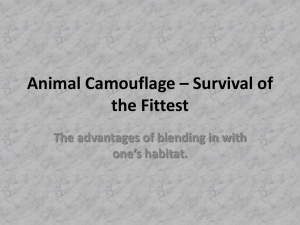 Animal Camouflage – Survival of the Fittest one’s habitat.