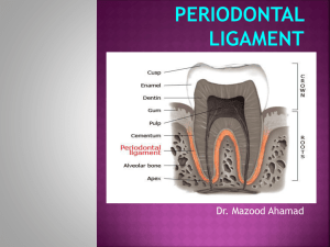 3rd year periodontal ligament