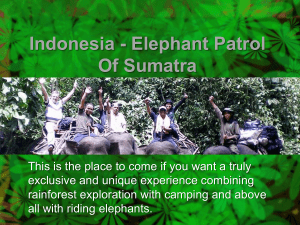 Indonesia - Elephant Patrol of Sumatra