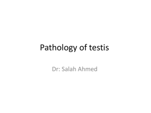 Pathology of testis Dr: Salah Ahmed
