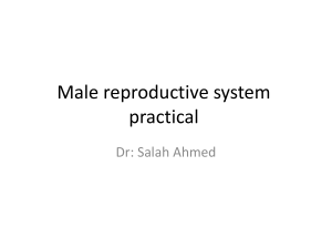 Male reproductive system practical Dr: Salah Ahmed