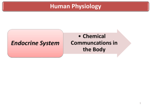 Human Physiology Endocrine System Chemical Communcations in