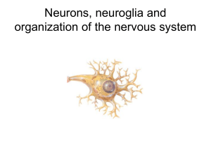 Neurons, neuroglia and organization of the nervous system