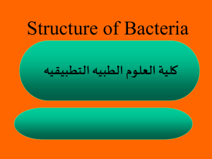 Structure of Bacteria هيبطلا مولعلا ةيلك هيقيبطتلا