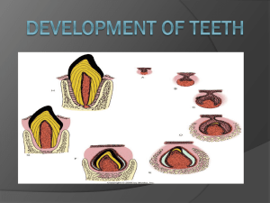 development of teeth