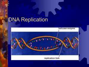 DNA Replication.ppt