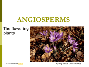 Flower structure PowerPoint presentation