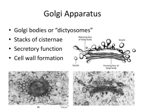 Golgi Apparatus • Golgi bodies or “dictyosomes” • Stacks of cisternae