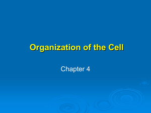 Chapter 4 Notes-Cells